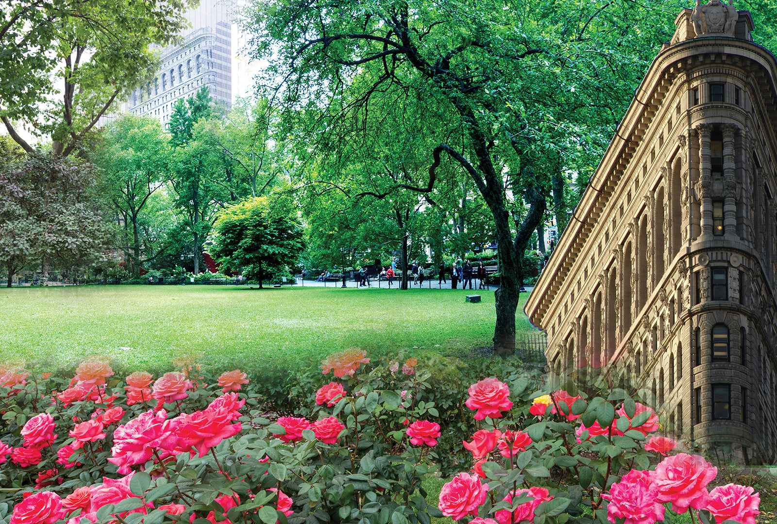 Pink flowers in a park with a building in the background