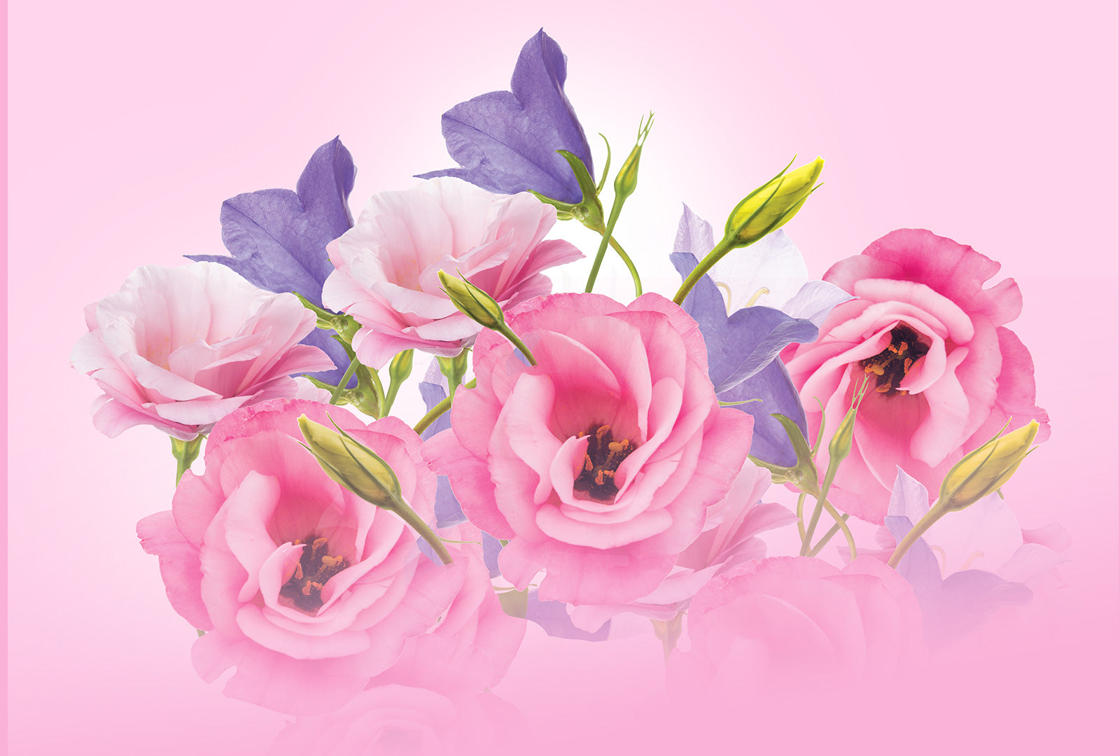 Pink and purple flowers on a pink background