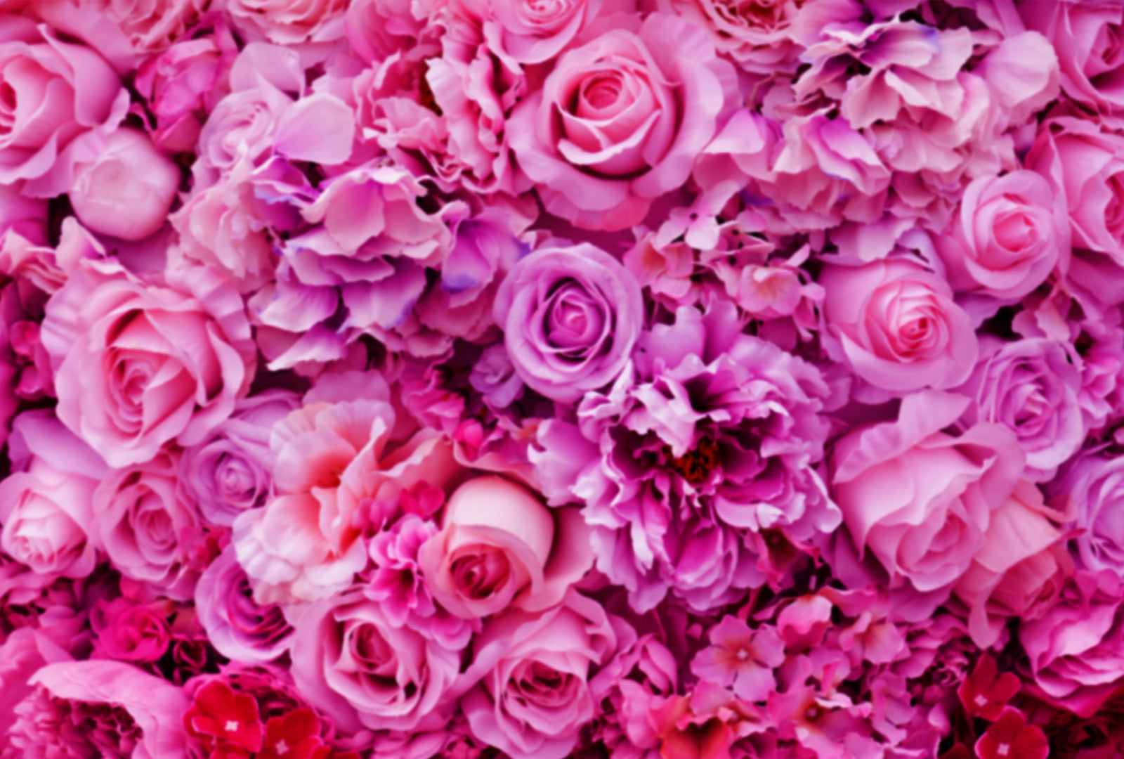 Close-up of pink and purple roses with a gradient effect.