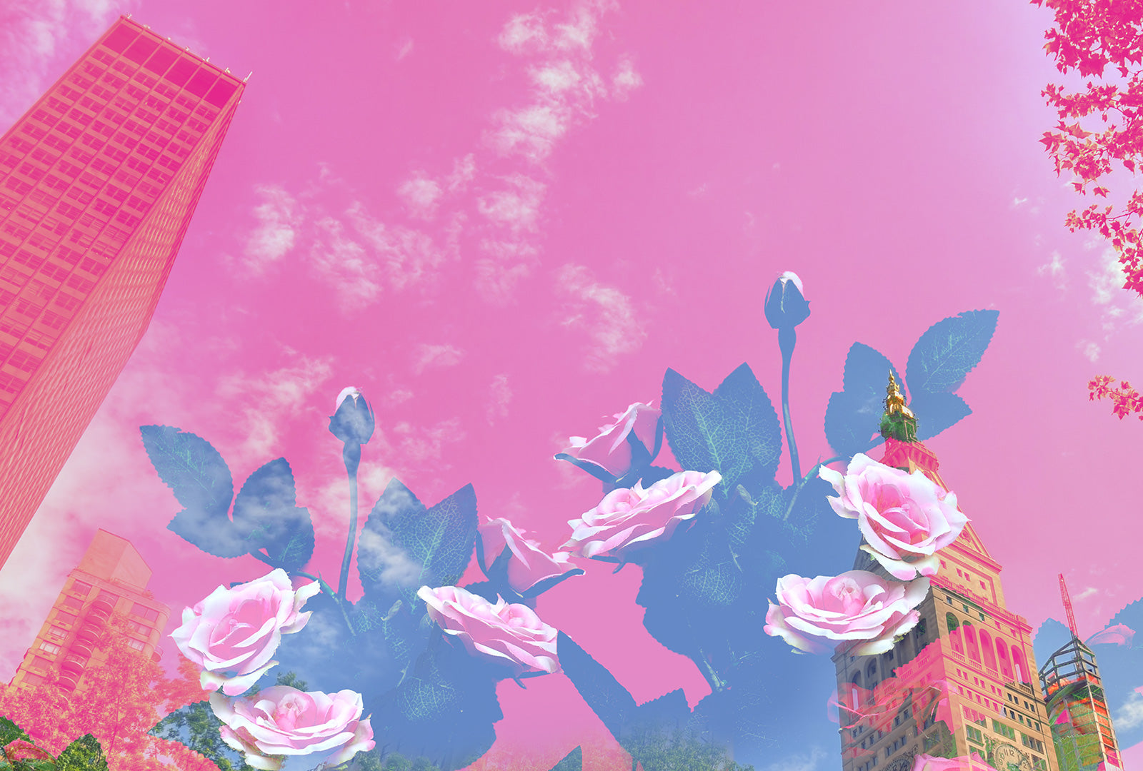 Collage of flowers and buildings with a pink sky
