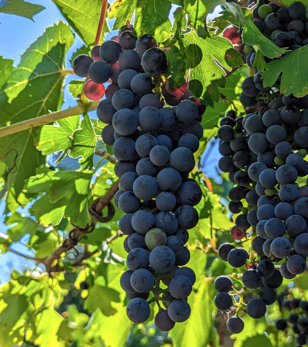 Close-up of dark grapes hanging from a vine with green leaves.