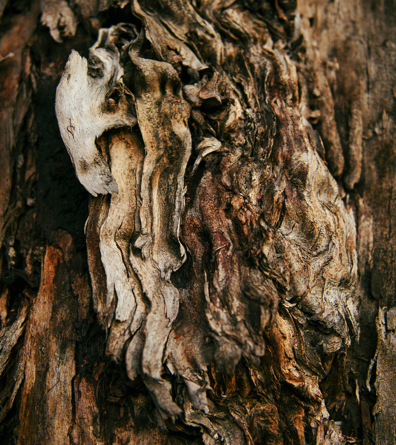 Close-up of textured tree bark with intricate patterns and colors.