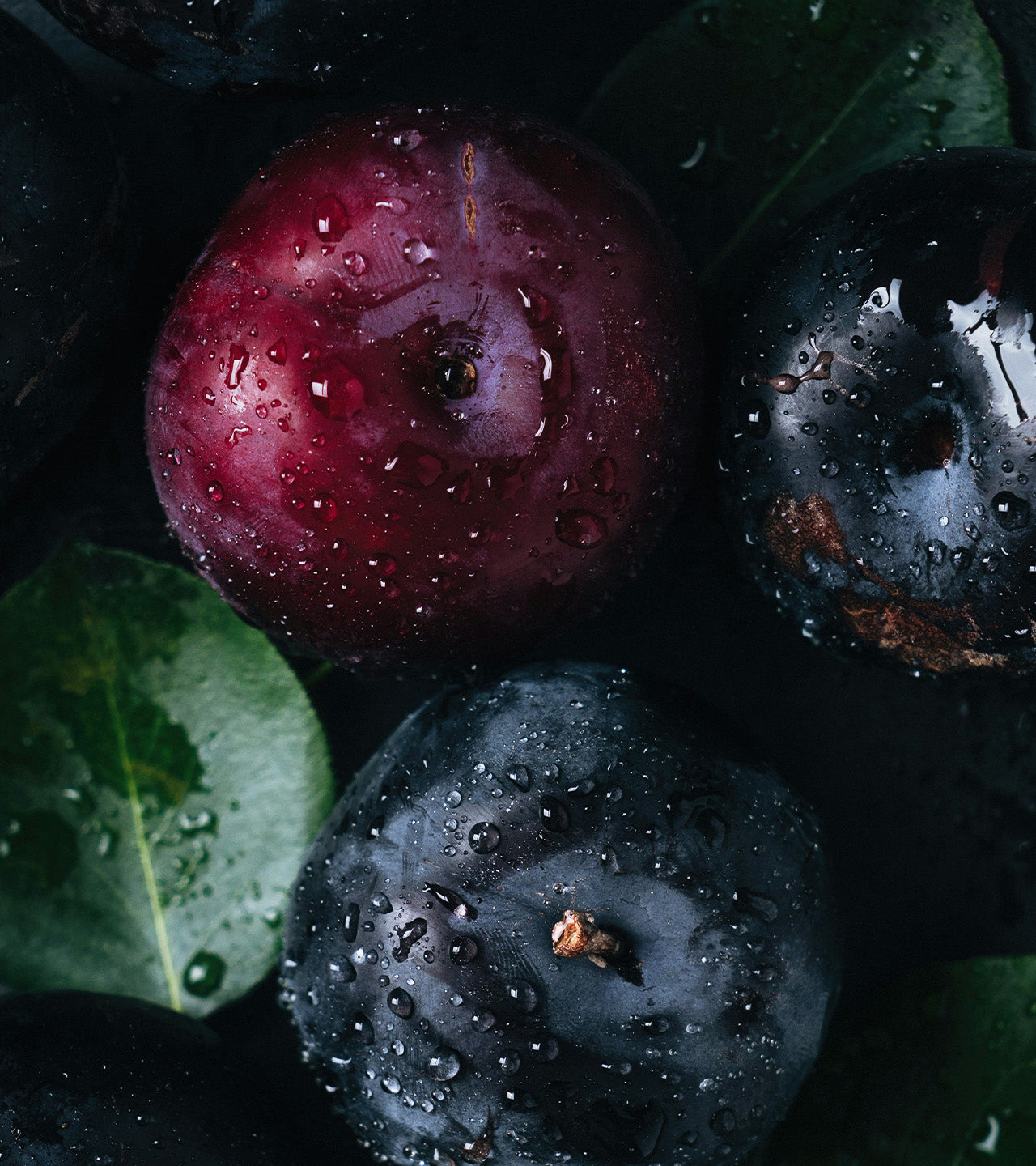 Plums with water droplets on a dark background