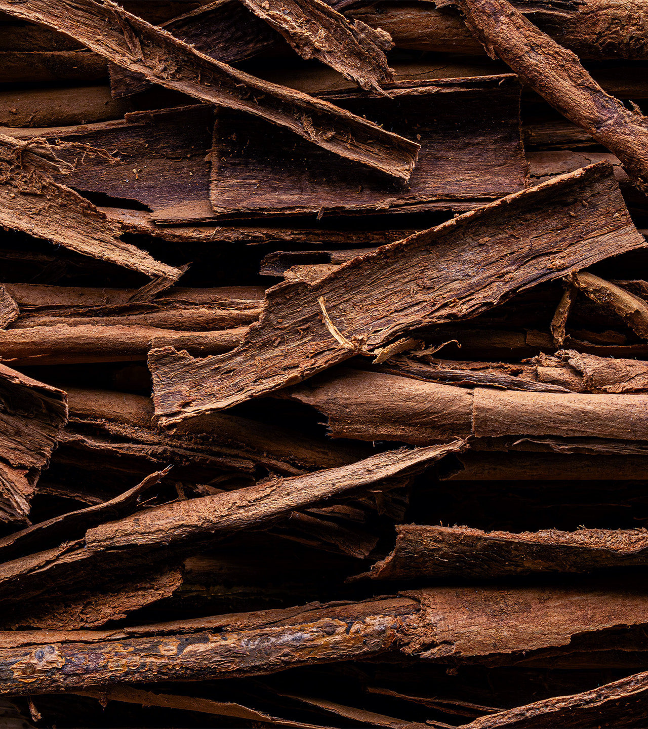 Close-up of dried cinnamon sticks